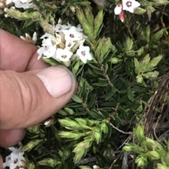 Epacris paludosa (Alpine Heath) at Yaouk, NSW - 5 Dec 2021 by BrianH