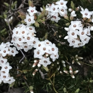 Epacris paludosa at Yaouk, NSW - 5 Dec 2021