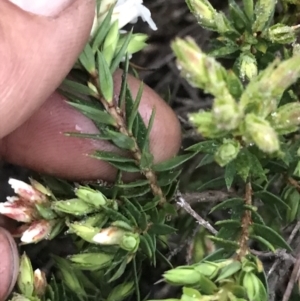 Epacris paludosa at Yaouk, NSW - 5 Dec 2021