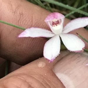 Caladenia alpina at Rendezvous Creek, ACT - suppressed