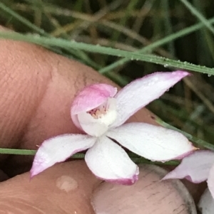 Caladenia alpina at Rendezvous Creek, ACT - suppressed