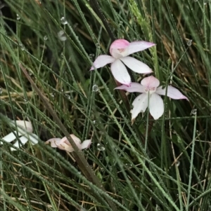 Caladenia alpina at Rendezvous Creek, ACT - suppressed