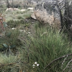 Caladenia alpina at Rendezvous Creek, ACT - 5 Dec 2021