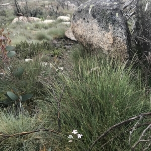 Caladenia alpina at Rendezvous Creek, ACT - suppressed