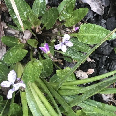 Viola betonicifolia (Mountain Violet) at Rendezvous Creek, ACT - 5 Dec 2021 by BrianH