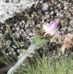 Celmisia tomentella (Common Snow Daisy) at Cotter River, ACT - 5 Dec 2021 by BrianH