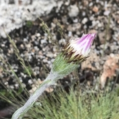 Celmisia tomentella (Common Snow Daisy) at Cotter River, ACT - 4 Dec 2021 by BrianH