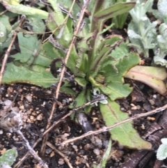 Calotis scabiosifolia var. integrifolia (Rough Burr-daisy) at Cotter River, ACT - 4 Dec 2021 by BrianH