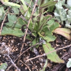 Calotis scabiosifolia var. integrifolia (Rough Burr-daisy) at Cotter River, ACT - 5 Dec 2021 by BrianH