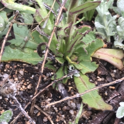 Calotis scabiosifolia var. integrifolia (Rough Burr-daisy) at Cotter River, ACT - 5 Dec 2021 by BrianH