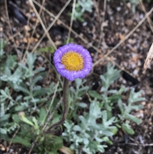 Calotis scabiosifolia var. integrifolia at Cotter River, ACT - 5 Dec 2021