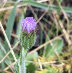 Pappochroma nitidum (Sticky Fleabane) at Cotter River, ACT - 4 Dec 2021 by BrianH