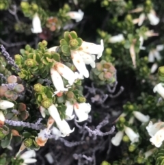 Epacris robusta (Round-leaf Heath) at Rendezvous Creek, ACT - 4 Dec 2021 by BrianH