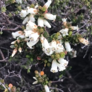 Epacris robusta at Rendezvous Creek, ACT - 4 Dec 2021