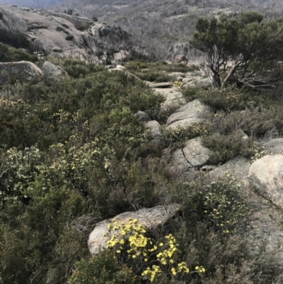 Phebalium squamulosum (Scaly Phebalium) at Rendezvous Creek, ACT - 4 Dec 2021 by BrianH