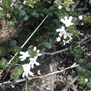 Westringia lucida at Rendezvous Creek, ACT - 4 Dec 2021