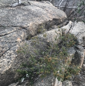 Westringia lucida at Rendezvous Creek, ACT - 4 Dec 2021