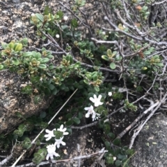 Westringia lucida at Rendezvous Creek, ACT - 4 Dec 2021 06:00 PM