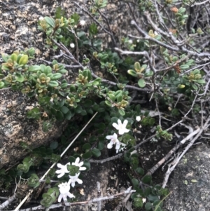 Westringia lucida at Rendezvous Creek, ACT - 4 Dec 2021 06:00 PM