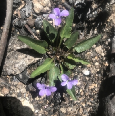 Viola betonicifolia (Mountain Violet) at Rendezvous Creek, ACT - 4 Dec 2021 by BrianH