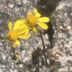 Senecio pinnatifolius var. alpinus at Rendezvous Creek, ACT - 4 Dec 2021 by BrianH