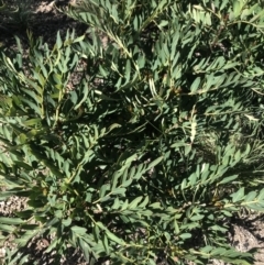 Polyscias sambucifolia subsp. Short leaflets (V.Stajsic 196) Vic. Herbarium (Elderberry Panax, Ornamental Ash, Elderberry Ash) at Rendezvous Creek, ACT - 4 Dec 2021 by BrianH