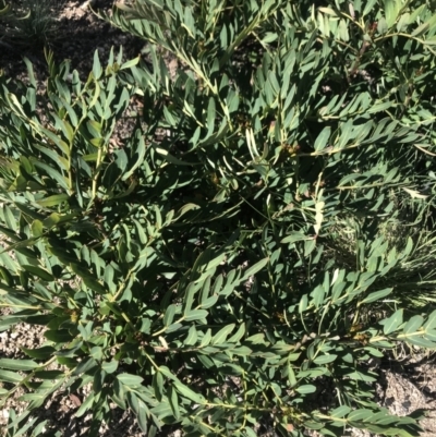 Polyscias sambucifolia subsp. Short leaflets (V.Stajsic 196) Vic. Herbarium (Elderberry Panax, Ornamental Ash, Elderberry Ash) at Rendezvous Creek, ACT - 4 Dec 2021 by BrianH