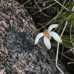 Caladenia moschata at Rendezvous Creek, ACT - 4 Dec 2021