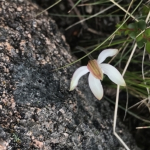 Caladenia moschata at Rendezvous Creek, ACT - 4 Dec 2021
