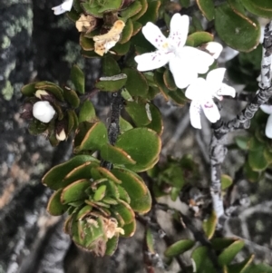 Westringia lucida at Rendezvous Creek, ACT - 4 Dec 2021 05:44 PM