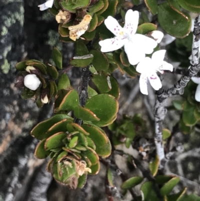 Westringia lucida (Shining Westringia) at Rendezvous Creek, ACT - 4 Dec 2021 by BrianH