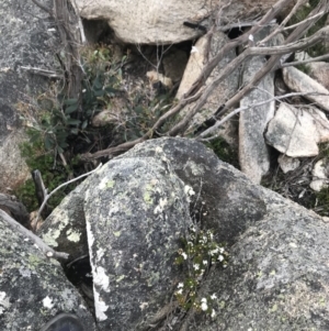 Westringia lucida at Rendezvous Creek, ACT - 4 Dec 2021 05:44 PM