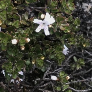 Westringia lucida at Rendezvous Creek, ACT - 4 Dec 2021