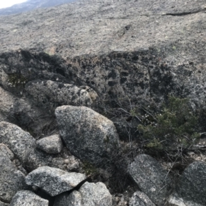 Westringia lucida at Rendezvous Creek, ACT - 4 Dec 2021