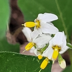 Solanum nigrum (Black Nightshade) at Stromlo, ACT - 15 Dec 2021 by tpreston