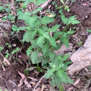 Solanum nigrum at Stromlo, ACT - 15 Dec 2021