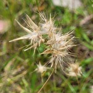 Rytidosperma sp. at Stromlo, ACT - 15 Dec 2021