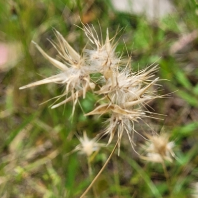 Rytidosperma sp. (Wallaby Grass) at Stromlo, ACT - 15 Dec 2021 by tpreston