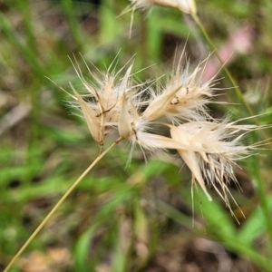 Rytidosperma sp. at Stromlo, ACT - 15 Dec 2021