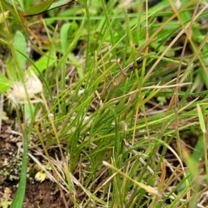 Rytidosperma sp. at Stromlo, ACT - 15 Dec 2021