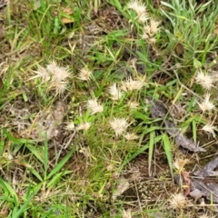 Rytidosperma sp. at Stromlo, ACT - 15 Dec 2021