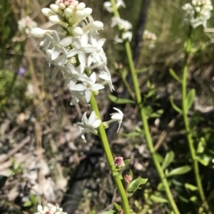 Stackhousia monogyna at Mount Clear, ACT - 4 Dec 2021 11:27 AM