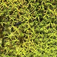 Unidentified Moss / Liverwort / Hornwort at Mount Clear, ACT - 4 Dec 2021 by BrianH