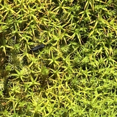 Unidentified Moss, Liverwort or Hornwort at Mount Clear, ACT - 4 Dec 2021 by BrianH