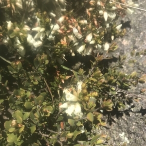 Epacris robusta at Mount Clear, ACT - 4 Dec 2021