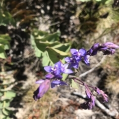 Veronica perfoliata at Rendezvous Creek, ACT - 4 Dec 2021 02:19 PM