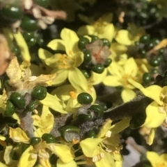 Phebalium squamulosum subsp. ozothamnoides at Rendezvous Creek, ACT - 4 Dec 2021 02:19 PM