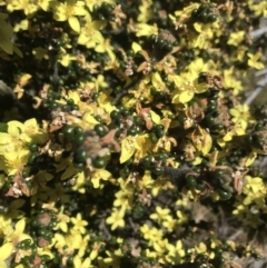 Phebalium squamulosum subsp. ozothamnoides at Rendezvous Creek, ACT - 4 Dec 2021 02:19 PM