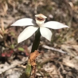 Caladenia alpina at Rendezvous Creek, ACT - 4 Dec 2021