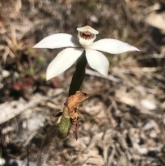 Caladenia alpina at Rendezvous Creek, ACT - 4 Dec 2021